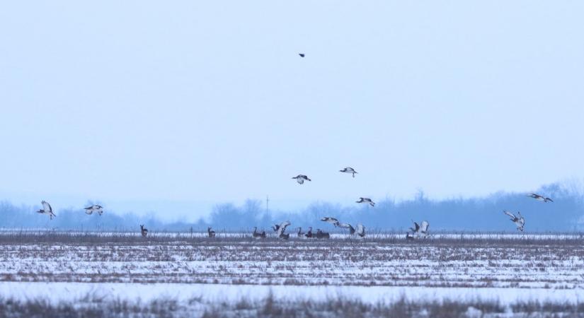 Rekordszámú túzokot regisztráltak Dévaványa térségében