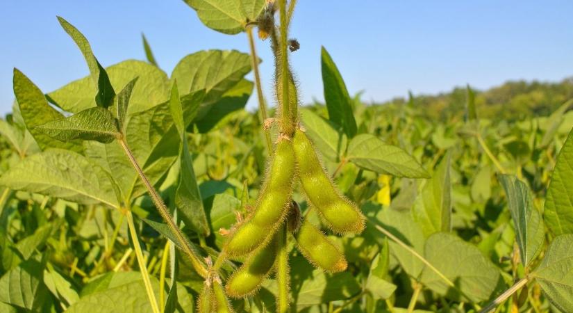 A szója szerepének újragondolása a sertéstakarmányozásban
