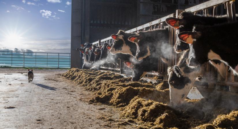 Bármikor beüthet a krízishelyzet itthon: fontos, azonnal lépni kell