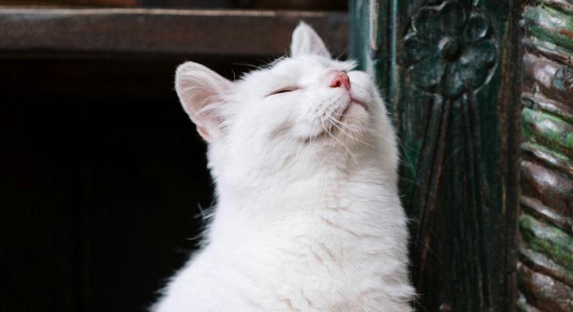 Tíz újabb tájszót hoztunk – ha igazi vasi vagy, tudod, mit jelentenek