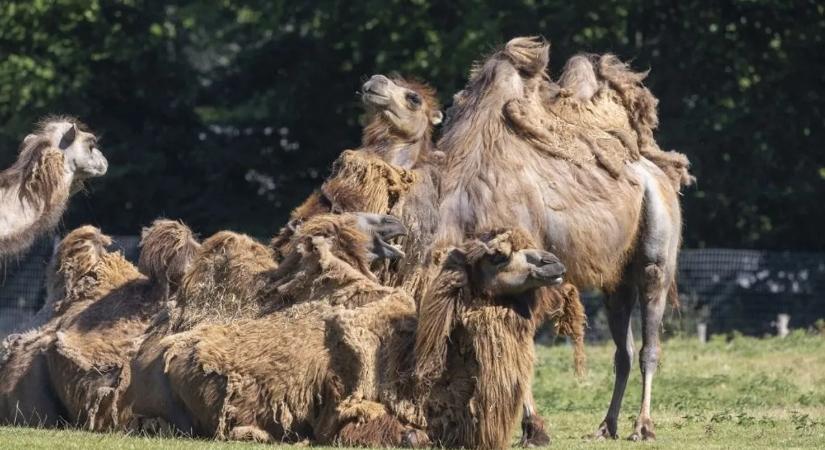 Egy emlős képes meginni a sós vizet, a tudósok sem értik, hogy lehet ez
