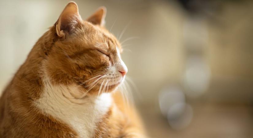 A macskádat is utolérheti az elbutulás – 8 figyelmeztető jel, ami demenciára utalhat