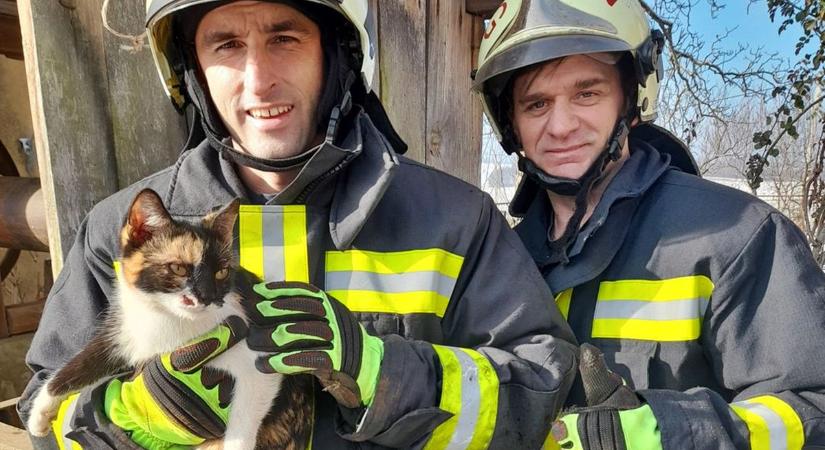 Kutyák, cicák, lovak: ők a tűzoltóknak köszönhetik az életüket
