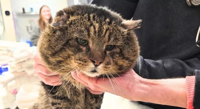 Meglátták az állatgondozók ezt a macskát és elállt a lélegzetük