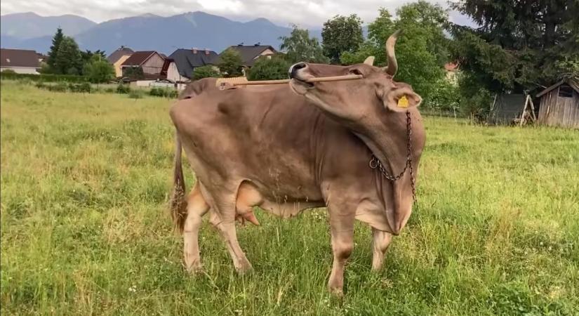 Bottal, gereblyével és seprűvel is képes vakarózni egy osztrák tehén