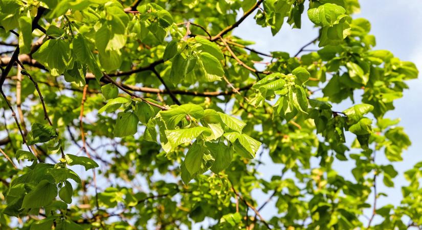 Nagyméretű fák telepítéséhez belterületen szükséges engedély?