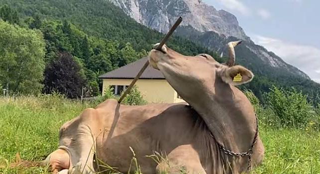 Ezért érdemes újragondolnunk a tehenek képességeit – hihetetlen eset Svájcból