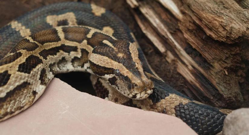 „Bébi, ne mozdulj!" - Egy piton feküdt a kismama mellkasán