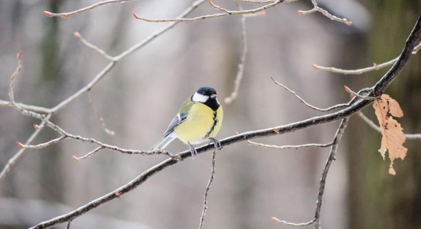 Nem enyhül a fagy szerdán sem