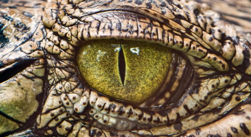 Reggeli úszás közben támadt rá a krokodil