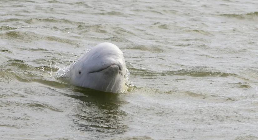 Szenzáció a tengeren: Beluga bukkant fel Európa partjainál