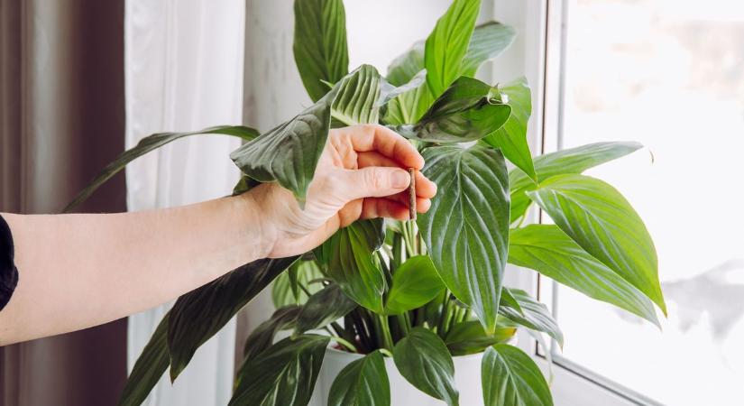 Baj van a táprudakkal – négy terméket eltüntet a hatóság, vigyázz, mivel "eteted" a növényeidet