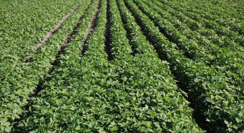 Gyakorlati tapasztalatok a precíziós ökoszójatermesztésről