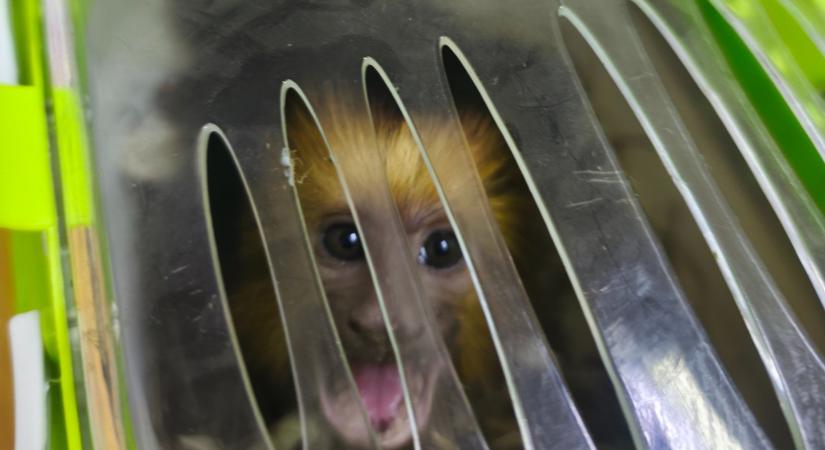 Aranyfejű állatot fogtak a határon – fotó