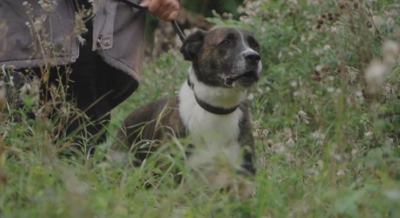 „Húzzatok a p*csába” – kutyával kergették el az ingatlanosokat a 2. kerületben