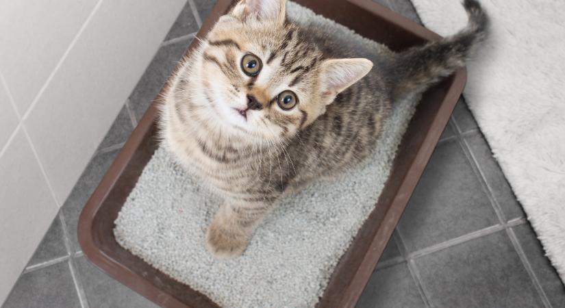 51 jel, hogy a macska férges: van, amiről nem is gondolnád