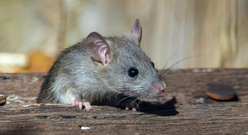 Sikoltozás, pánik – hatalmas botrány környékezte meg a világhírű éttermet