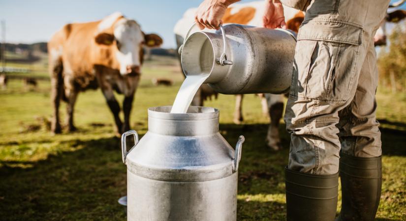 Így turbóznák fel a tejtermelést: nem akármilyen megoldást találtak ki