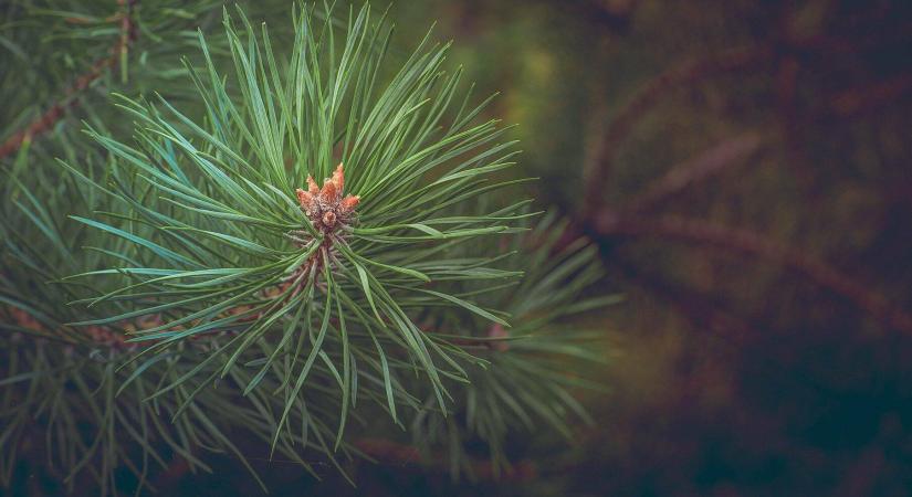 Ami csak ritkán kerül szóba a fenyőkkel kapcsolatban: meglepő, mire használják őket Európa-szerte