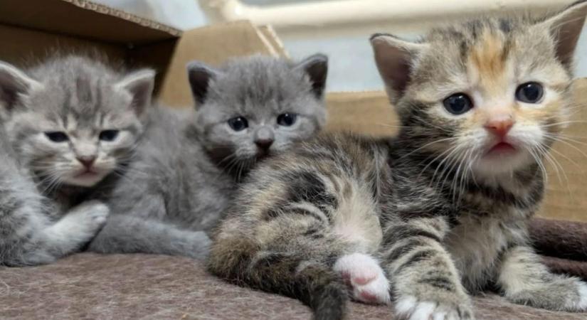 Aranyos, bolyhos, vicces: a kedvenc kisállat pillanatok egy helyen