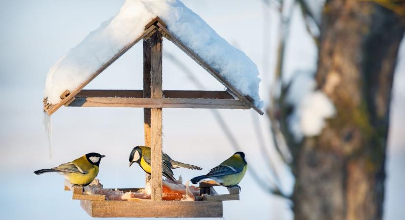 A madáretetés nem csak cuki: fagyos télben szó szerint életet menthetsz vele