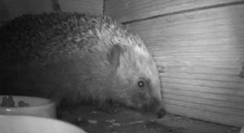 Rejtett kamerák buktatták le: ezt csinálja a sün éjszaka