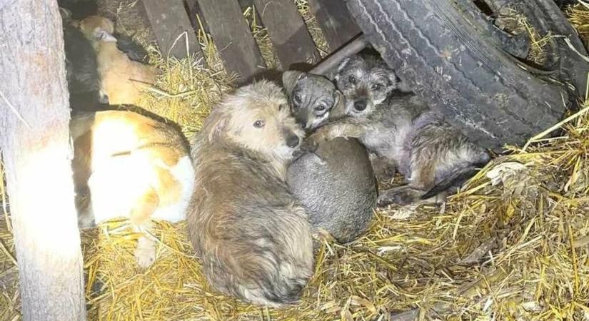 A Fema Állatmentők újabb kutyákat mentettek ki a seregélyesi telekről