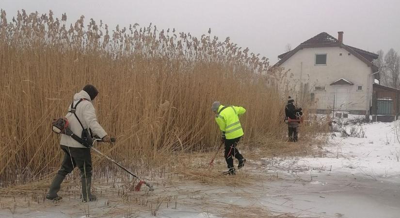 Ahogy a jég beállt, megindult a munka: aratják a nádat Almádiban