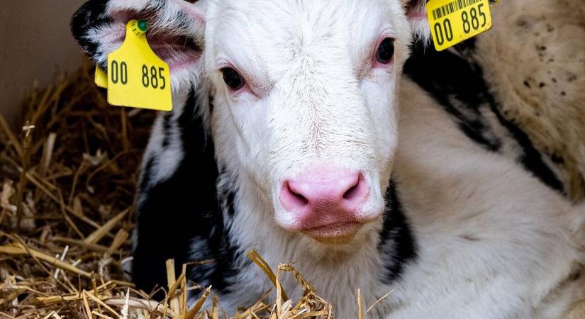 Miért kritikus az első hét a borjú életében? Ne itt spóroljunk a figyelemmel!