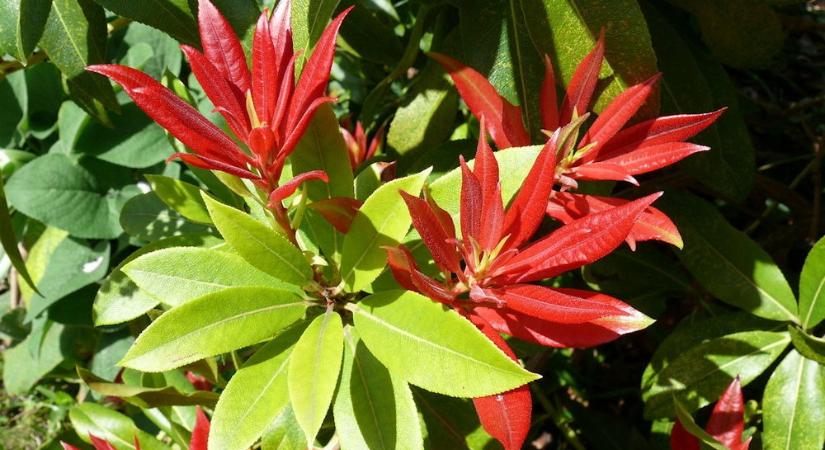 Babérhanga – az örökzöld, amely tavasszal lángra kap