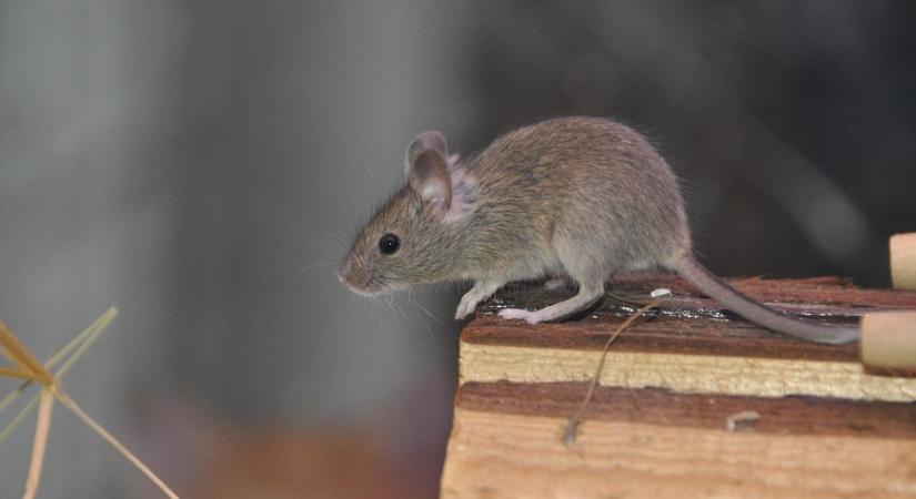 Rágcsálók a kertben télen – 7 bejutási pont, amit azonnal zárj le