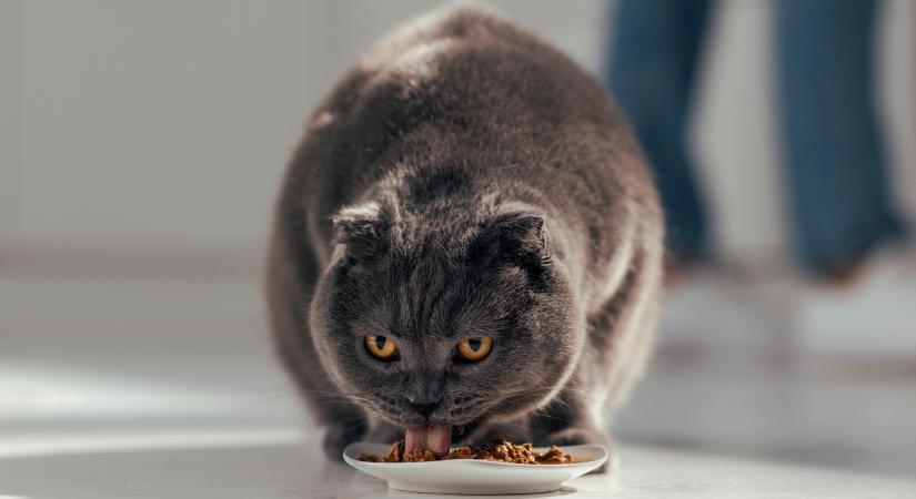 Bébiétel a macskának? Elmondjuk, mikor eheti