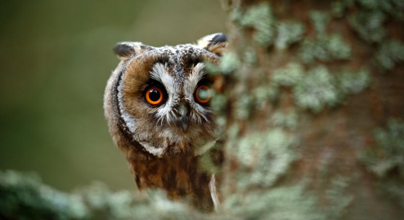 Ismét indul a nagy bagolyszámlálás: Ön is segíthet a felmérésben