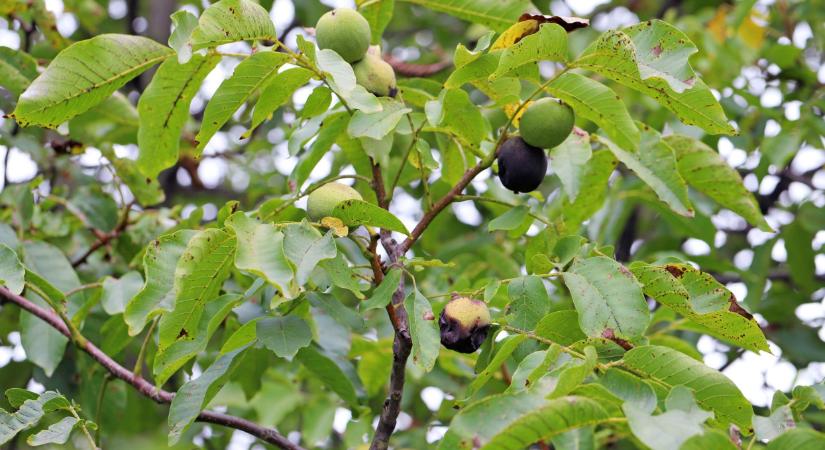 Megöli a kemény fagy a magyar dió legádázabb ellenségét? Most dől el, lesz-e idén olcsó csemege a boltokban