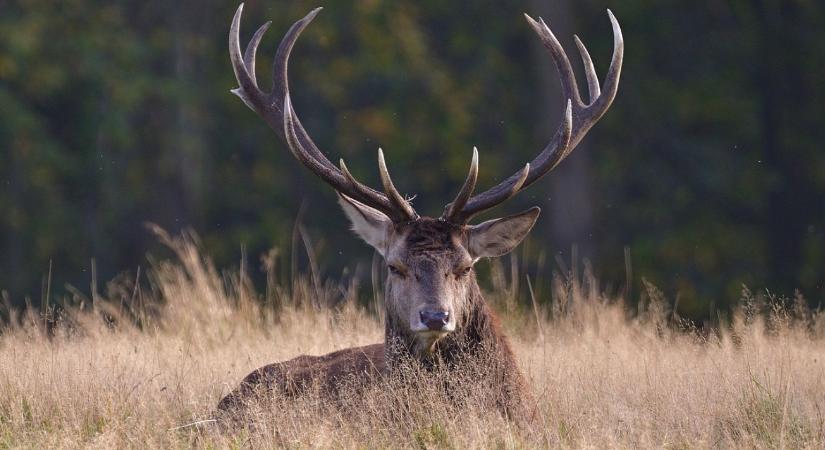 Agancsot keres? Vírust vihet haza – komoly figyelmeztetés az erdőjáróknak