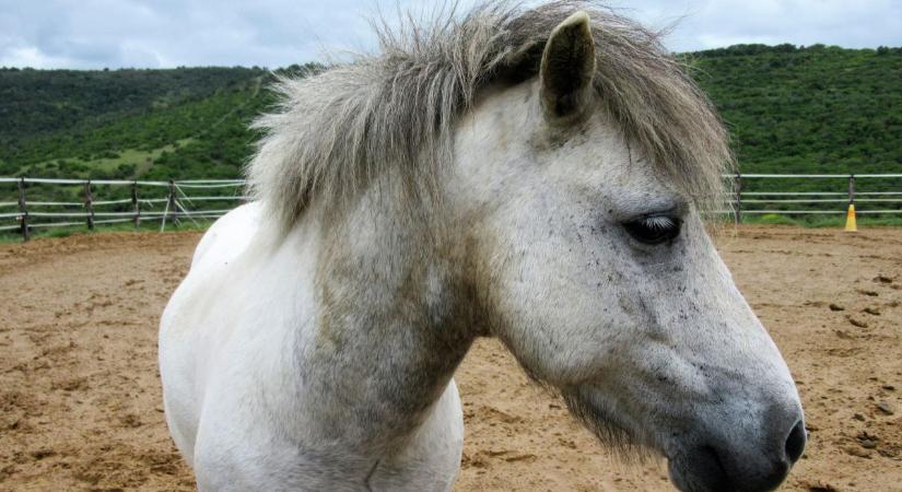 Napokig hevert egy ló teteme Várpalotán – közterületen hagyták az elpusztult állatot