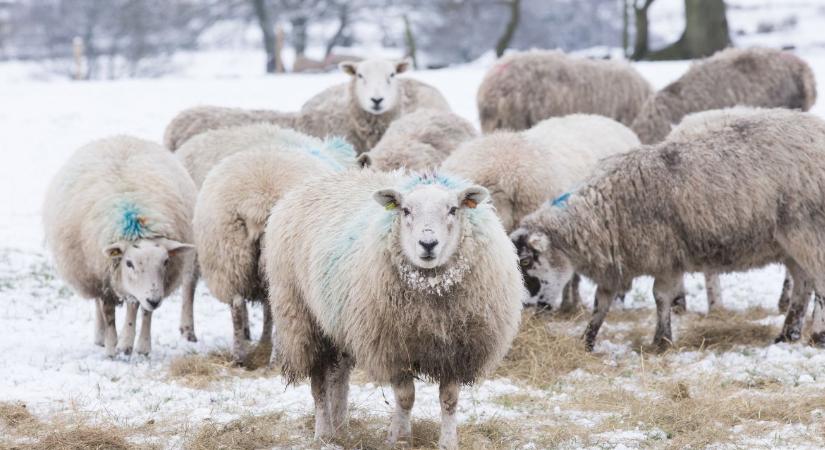 Juhok teleltetése – almozás, ellés-előkészítés, parazita-kontroll januárban