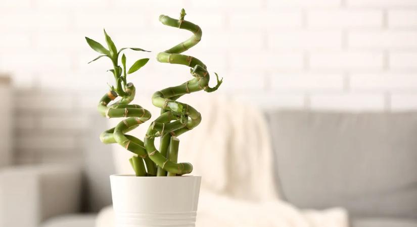 Megvan az új csodafegyver? Tudósok szerint ez az étel a szívnek és a vércukornak is jót tesz