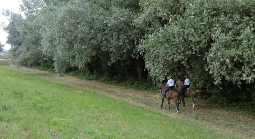 Autóval hajtott neki egy lovas rendőrnek, majd felgyújtotta kocsiját