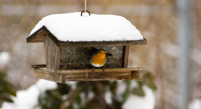 MME: ezért tűntek el a madarak a téli etetőkből – Van magyarázat az ijesztő jelenségre