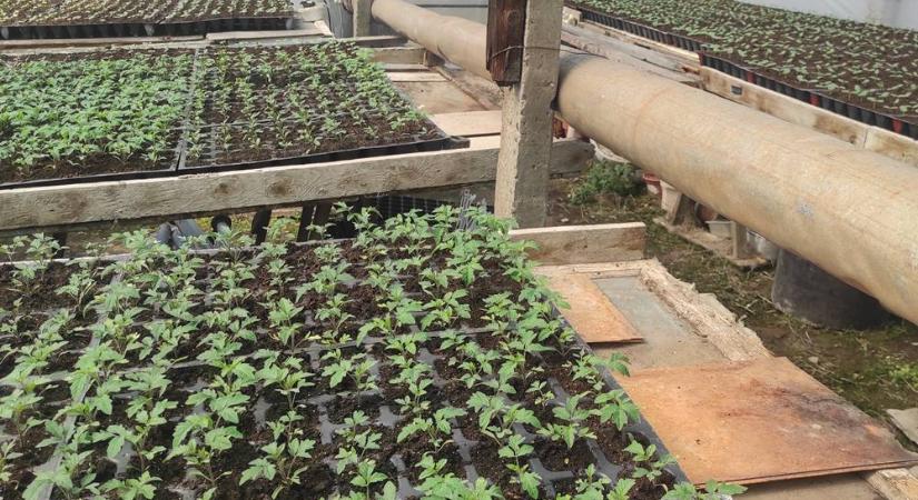 Az új szezon a palántanevelőben kezdődik! - A palántanevelő fóliasátorról