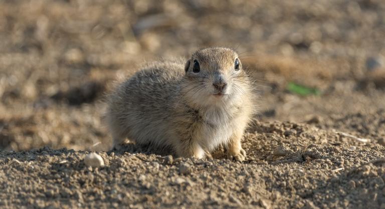 Az ürgeállomány megőrzése és gyarapítása érdekében indul hétéves természetvédelmi program