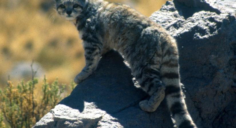 6 érdekesség az andesi hegyimacskáról: nem lehet őket fogságban tartani, azonnal elpusztulnak