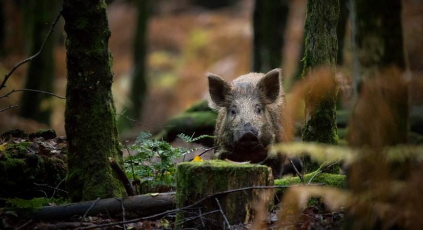 Újra itt a halálos fertőzés: súlyos szigorítások jönnek ebben a térségben