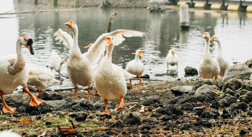 Rekordszinten a madárinfluenza Európában!