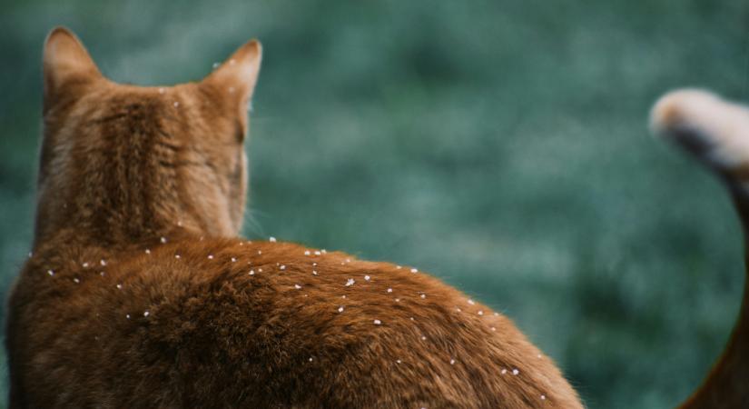 Fokozatosan enyhül a fagy, beindul az olvadás