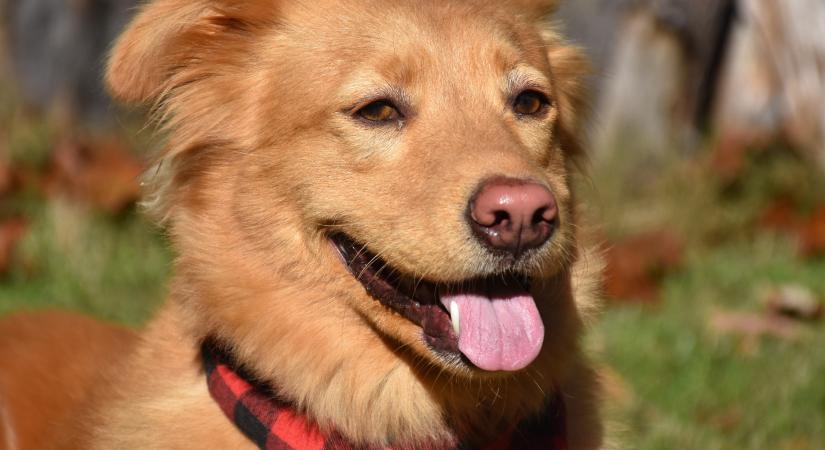 Így bánik a nárcisztikus a házi kedvencével