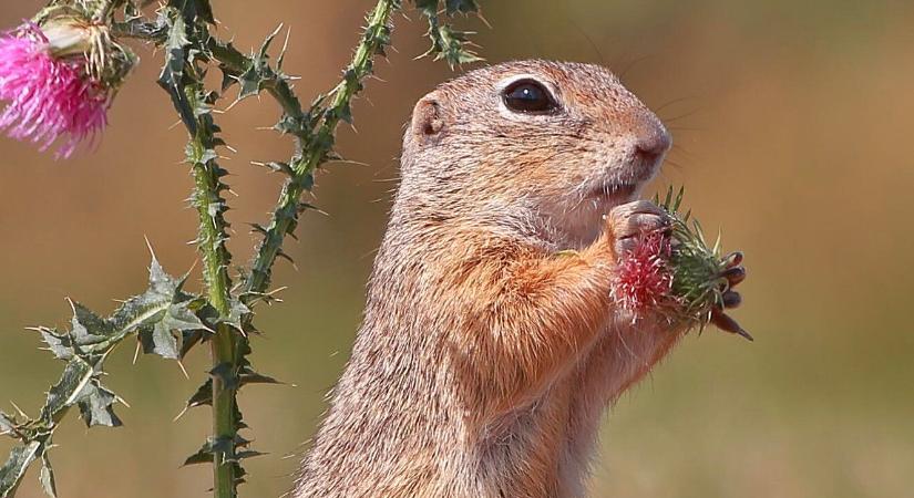 Ürgementés: Hortobágy és Debrecen is társult