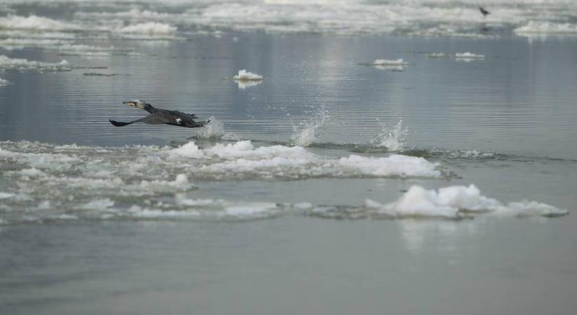 Félmillió forintos nyomravezetői díj: dunai garázdálkodót keresnek