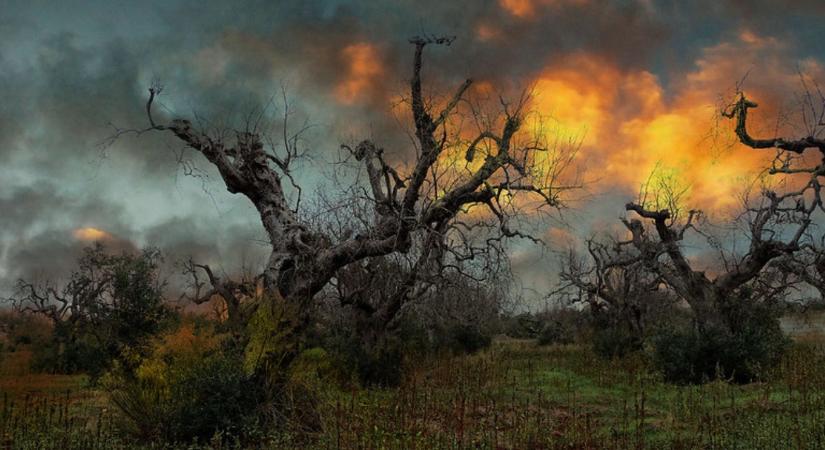 Magyarország továbbra is Xylella-mentes